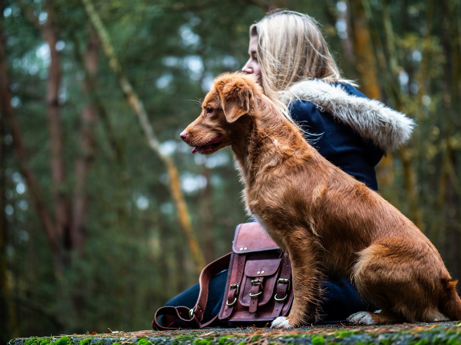Técnicas de entrenamiento canino basadas en respeto